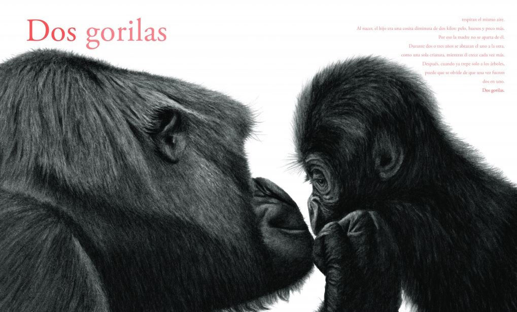 CONTAR LEONES 2