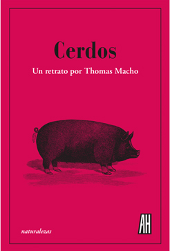CERDOS. UN RETRATO POR THOMAS MACHO 1