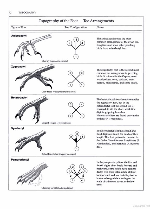 MANUAL OF ORNITHOLOGY: AVIAN STRUCTURE AND FUNCTION 6