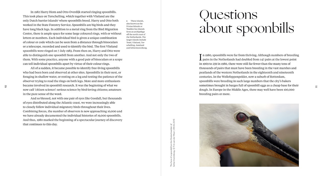 SINAGOTE. THE BIOGRAPHY OF A SPOONBILL 4