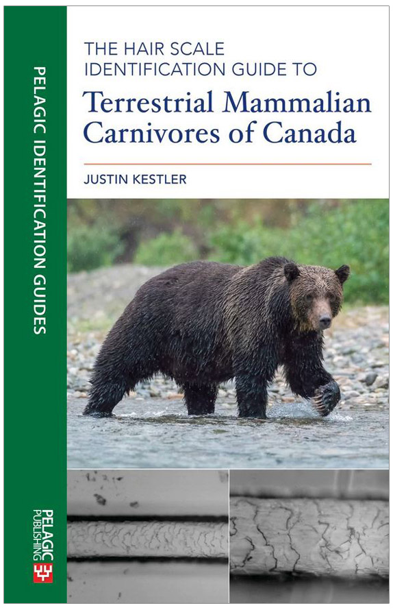 THE HAIR SCALE IDENTIFICATION GUIDE TO TERRESTRIAL CARNIVORES OF CANADA 1