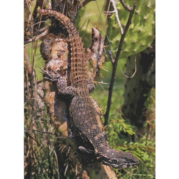 LIZARDS OF MEXICO PART 1 IGUANIAN LIZARDS 3