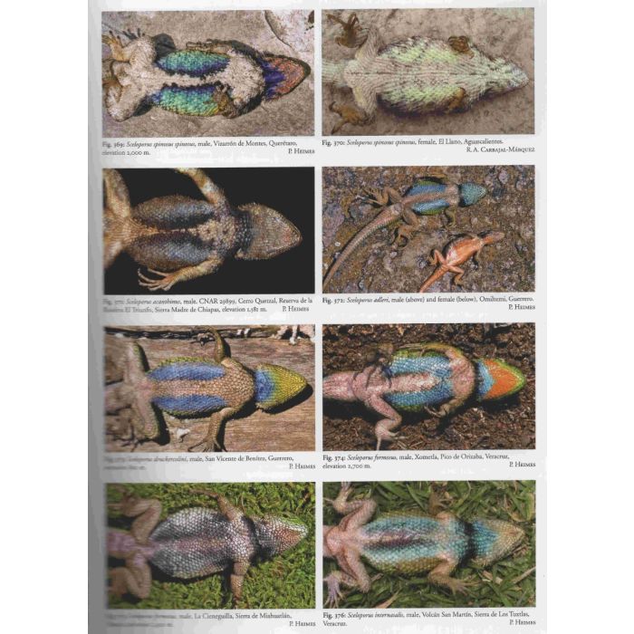 LIZARDS OF MEXICO PART 1 IGUANIAN LIZARDS 4