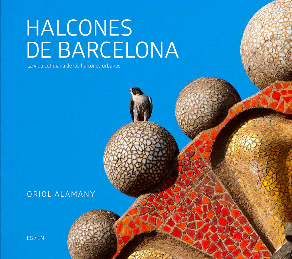 HALCONES DE BARCELONA / BARCELONA FALCONS 1