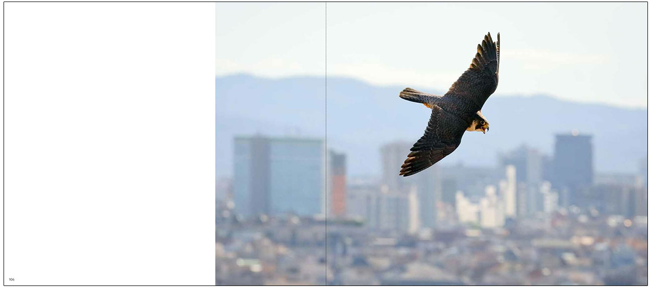 HALCONES DE BARCELONA / BARCELONA FALCONS 5