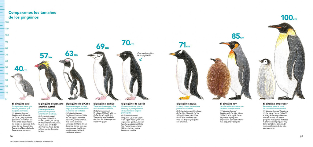 CÓMO SON LOS ANIMALES Y CÓMO DIBUJARLOS CON LÁPICES DE COLORES 3