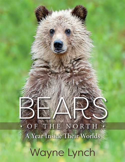BEARS OF THE NORTH: A YEAR INSIDE THEIR WORLDS 1