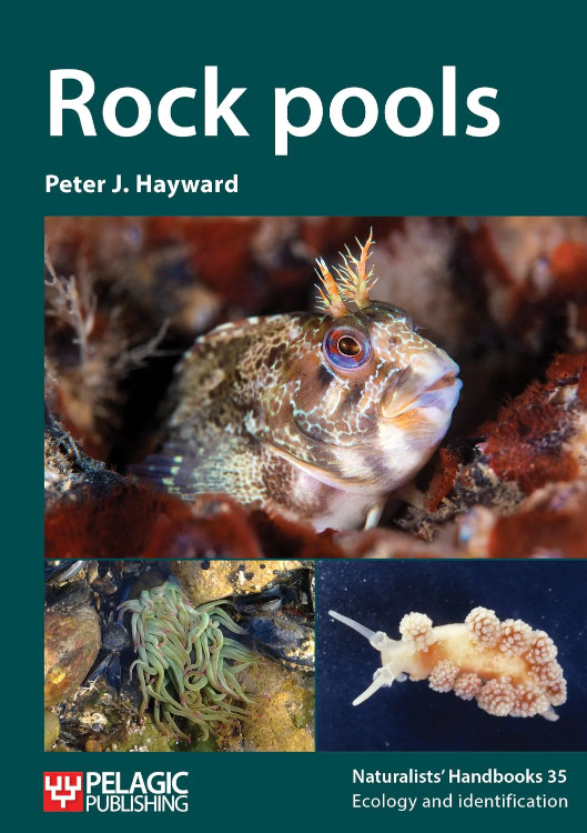 ROCK POOLS 1