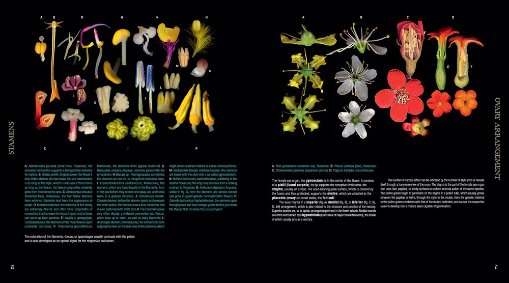 ATLAS OF FLOWERING PLANTS 2