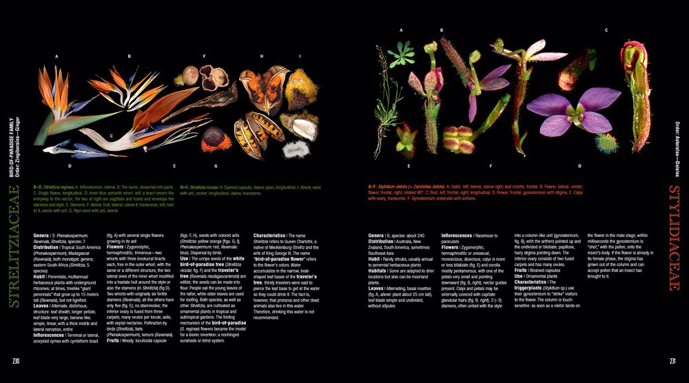 ATLAS OF FLOWERING PLANTS 3