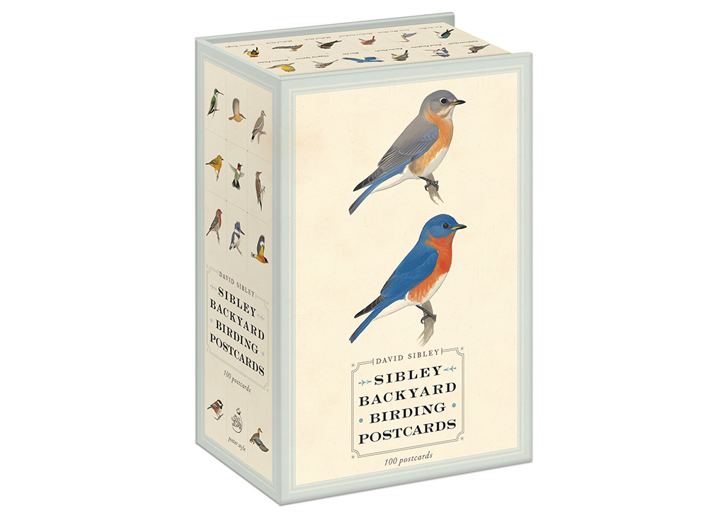 SIBLEY BACKYARD BIRDING POSTCARDS: 100 POSTCARDS 1