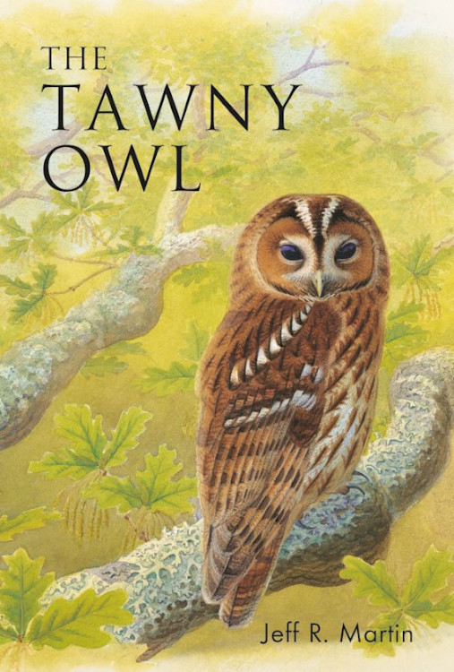 THE TAWNY OWL 1