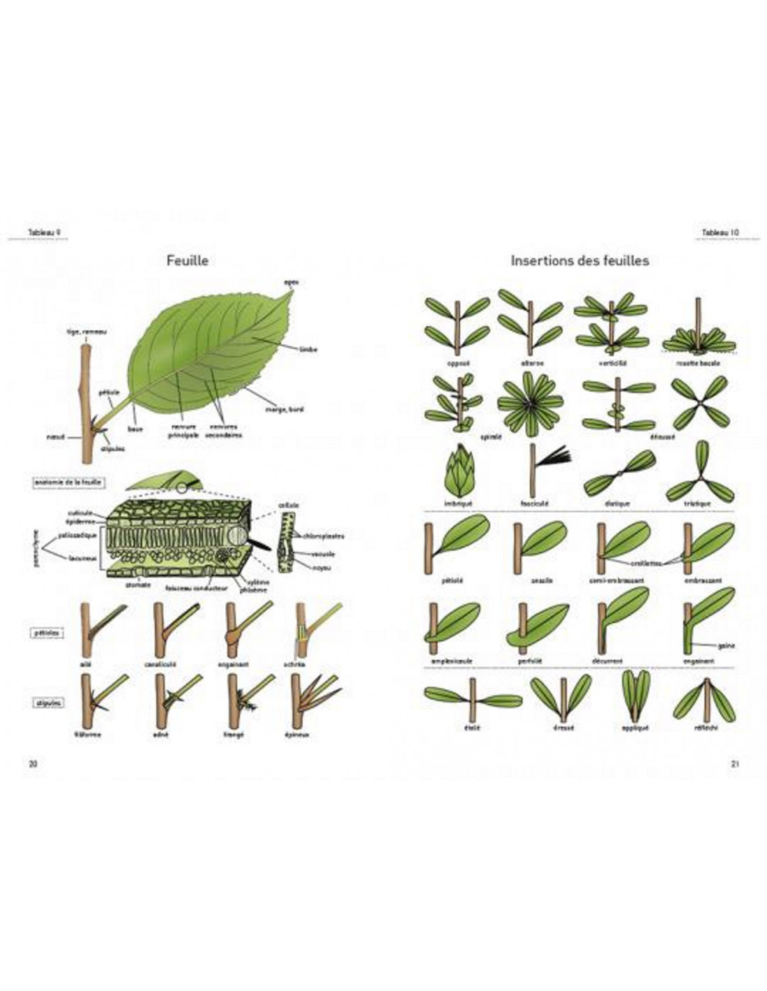 LE GLOSSAIRE ILLUSTRÉ POUR LA BOTANIQUE DE TERRAIN 2