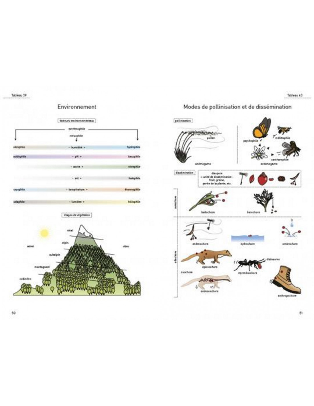 LE GLOSSAIRE ILLUSTRÉ POUR LA BOTANIQUE DE TERRAIN 3