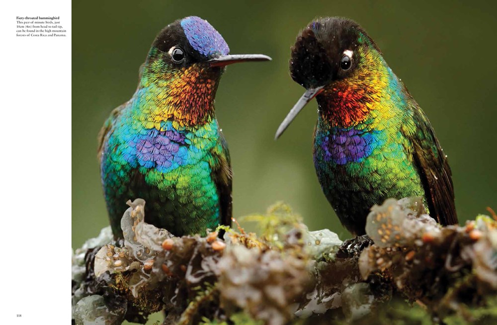 TROPICAL BIRDS 3