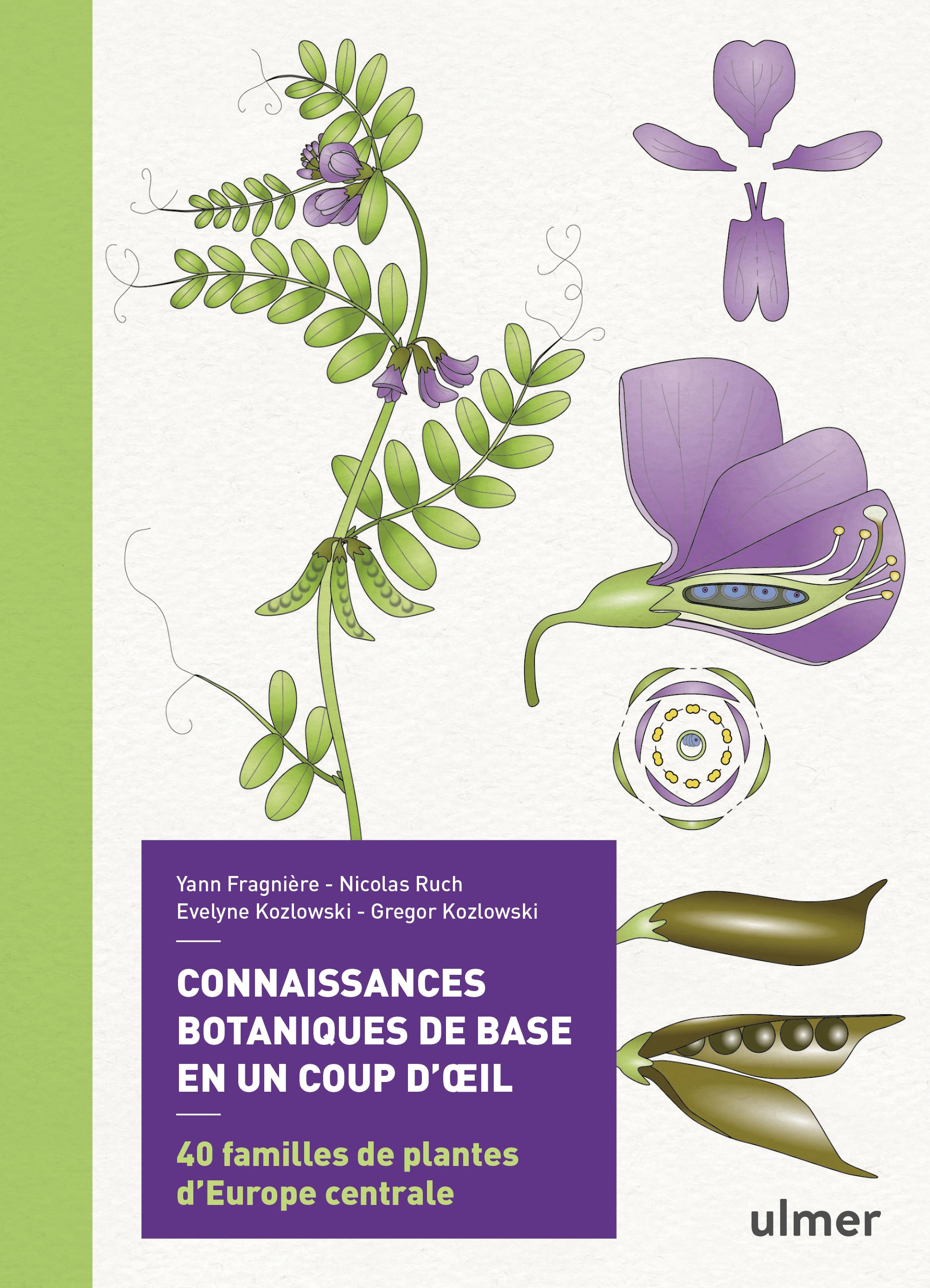 CONNAISSANCES BOTANIQUES DE BASE EN UN COUP D'OEIL. 40 FAMILLES DE PLANTES D'EUROPE CENTRALE 1
