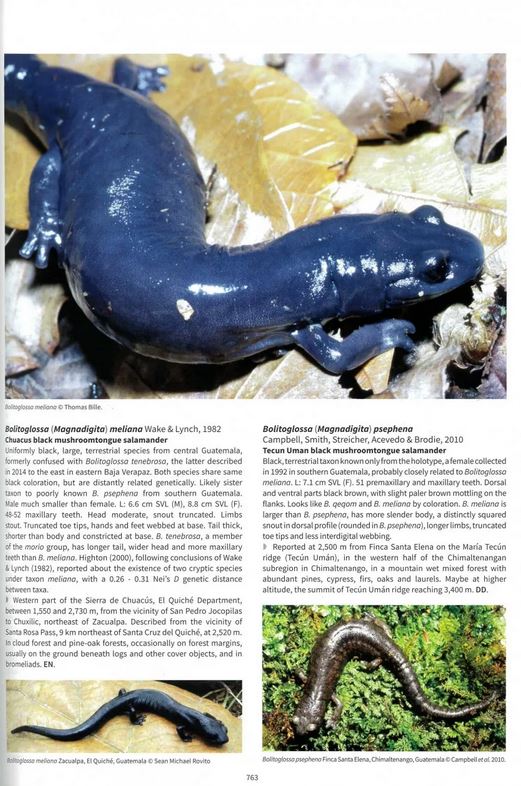SALAMANDERS &AMP; NEWTS OF THE WORLD 5