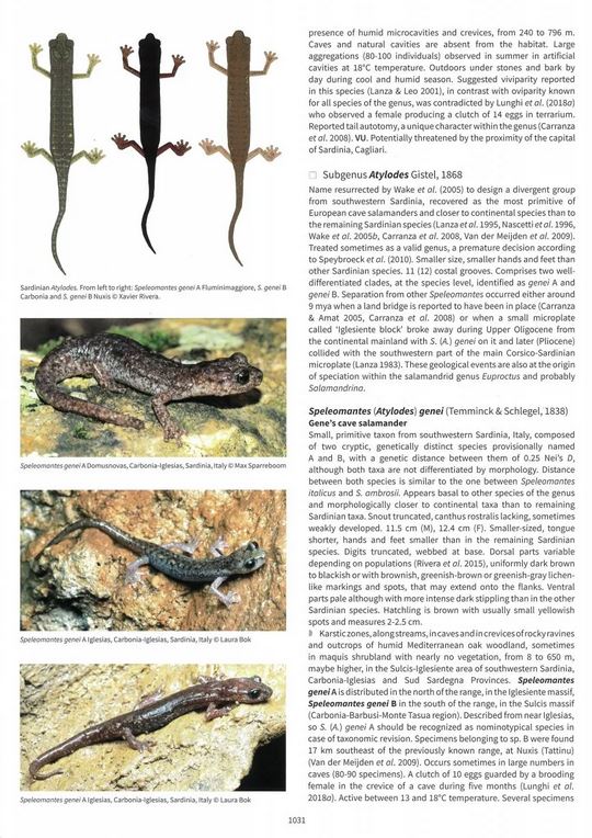 SALAMANDERS &AMP; NEWTS OF THE WORLD 6