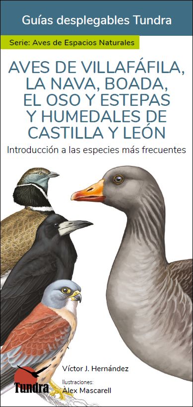 AVES DE VILLAFÀFILA, LA NAVA, BOADA, EL OSO Y ESTEPAS Y HUMEDALES DE CASTILLA Y LEÓN. INTRODUCCIÓN A LAS ESPECIES MÁS FRECUENTES. GUÍAS DESPLEGABLES T 1