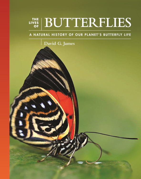 THE LIVES OF BUTTERFLIES: A NATURAL HISTORY OF OUR PLANET'S BUTTERFLY LIFE 1