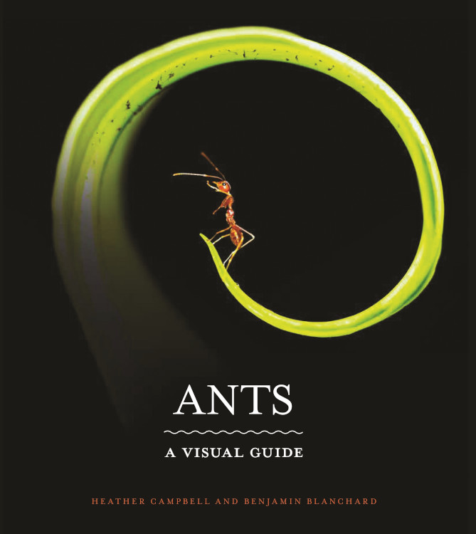 ANTS. A VISUAL GUIDE 1