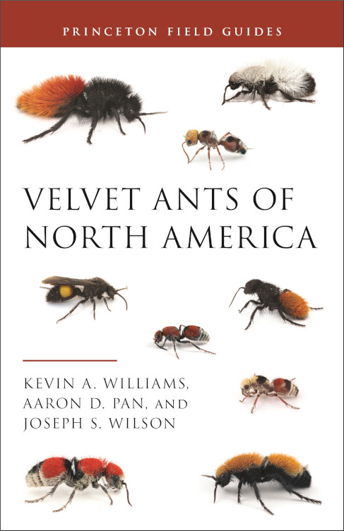 VELVET ANTS OF NORTH AMERICA 1