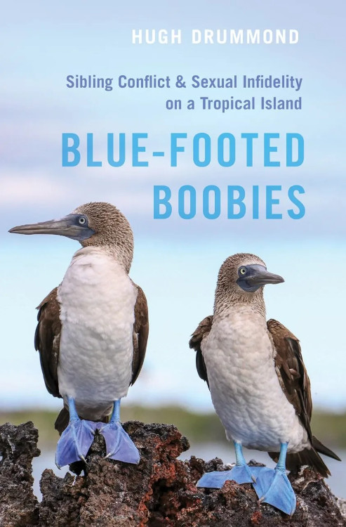 BLUE-FOOTED BOOBIES CONFLICT &AMP; SEXUAL INFIDELITY ON A TROPICAL ISLAND 1
