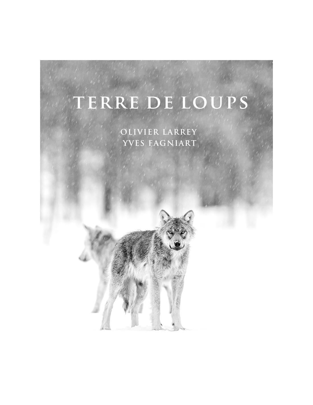 TERRE DE LOUPS 1