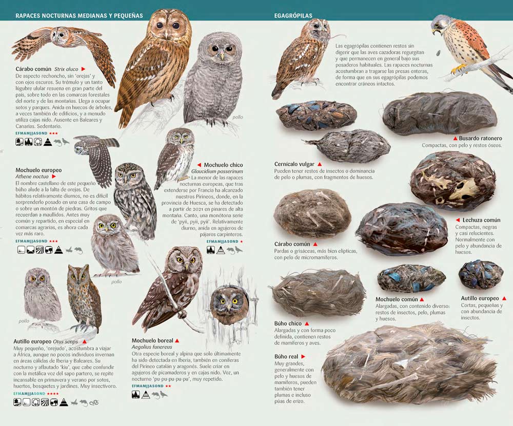 AVES RAPACES DE ESPAÑA, PENÍNSULA IBÉRICA Y BALEARES. MINIGUÍA DE CAMPO 2