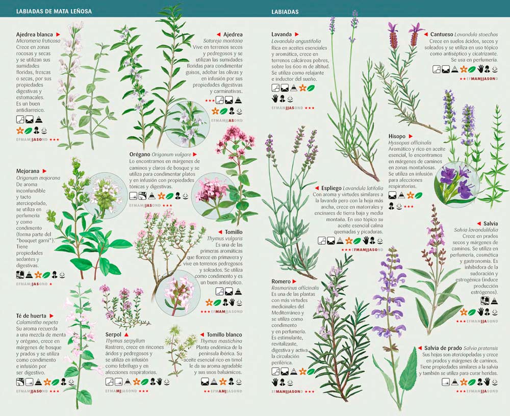 101 PLANTAS AROMÁTICAS Y MEDICINALES DE ESPAÑA QUE HAY QUE CONOCER. MINIGUÍA DE CAMPO 2