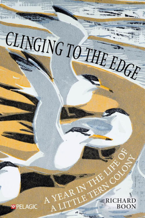 CLINGING TO THE EDGE. A YEAR IN THE LIFE OF A LITTLE TERN COLONY 1