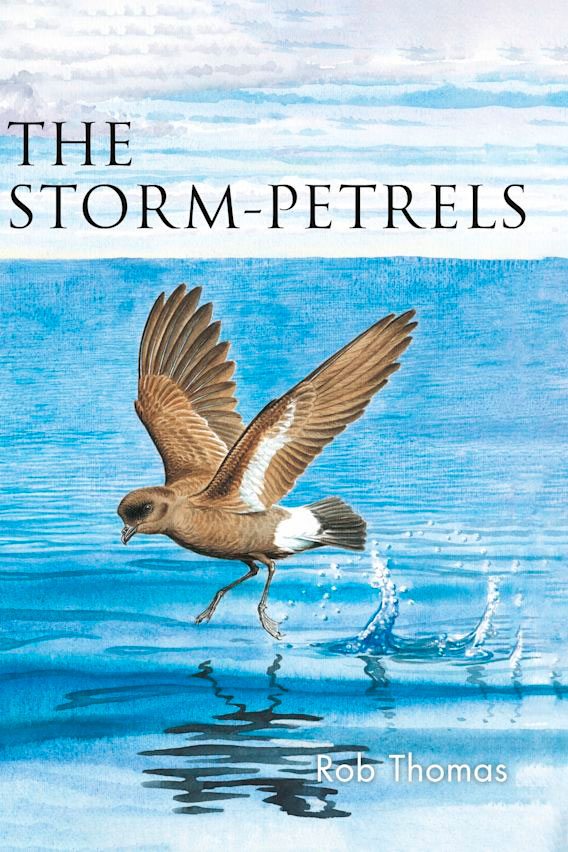 THE STORM-PETRELS 1