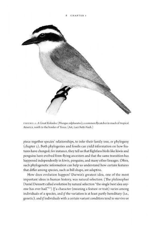 HOW BIRDS EVOLVE. WHAT SCIENCE REVEALS ABOUT THEIR ORIGIN, LIVES &AMP; DIVERSITY 2
