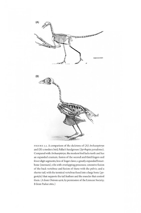 HOW BIRDS EVOLVE. WHAT SCIENCE REVEALS ABOUT THEIR ORIGIN, LIVES &AMP; DIVERSITY 3