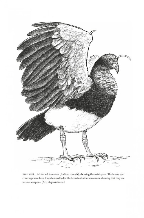HOW BIRDS EVOLVE. WHAT SCIENCE REVEALS ABOUT THEIR ORIGIN, LIVES &AMP; DIVERSITY 4