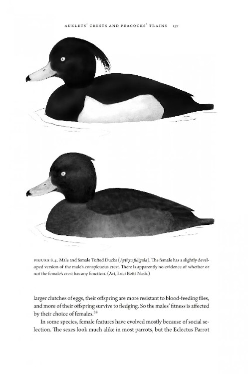 HOW BIRDS EVOLVE. WHAT SCIENCE REVEALS ABOUT THEIR ORIGIN, LIVES &AMP; DIVERSITY 5