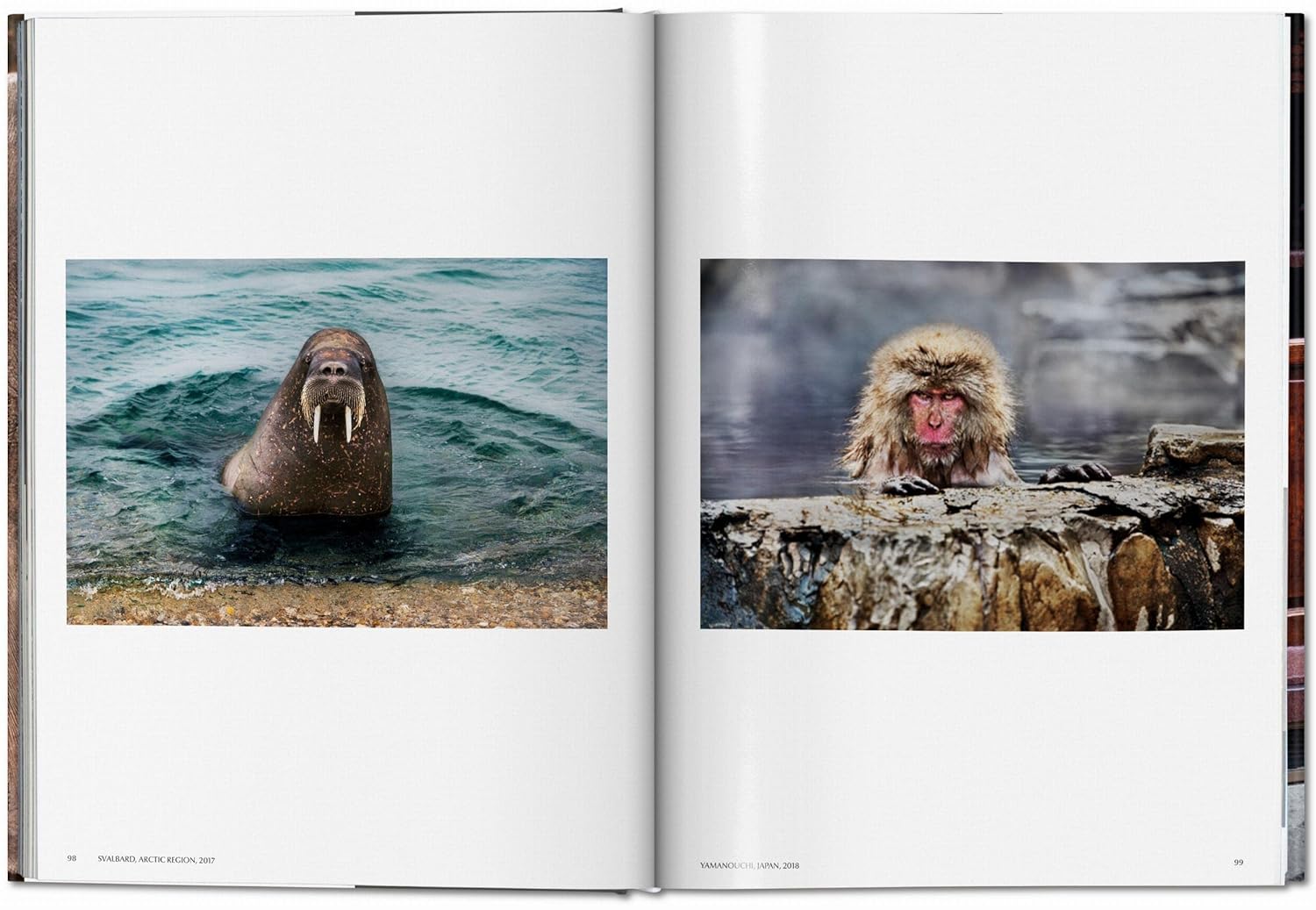 STEVE MC CURRY. ANIMALS 2