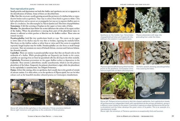 LICHENS OF IRELAND &AMP; GREAT BRITAIN: A VISUAL GUIDE TO THEIR IDENTIFICATION (2 VOLUME SET) 2