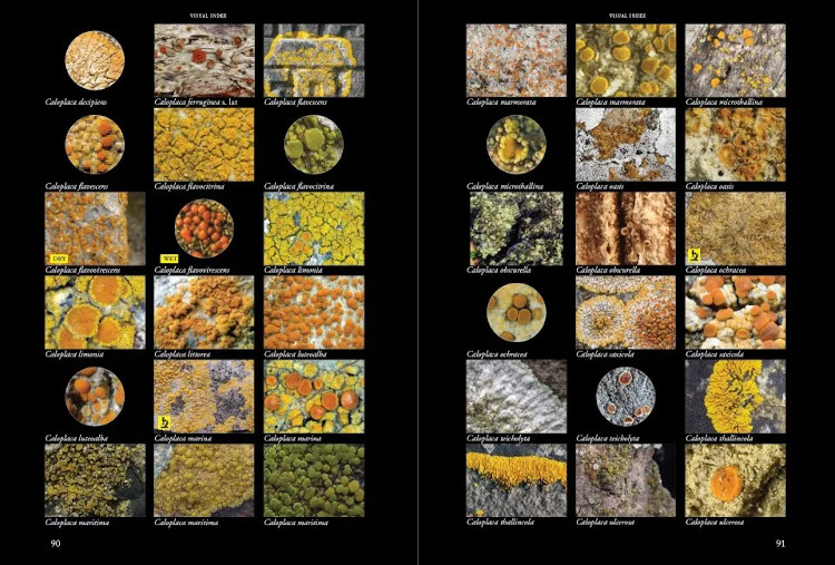 LICHENS OF IRELAND &AMP; GREAT BRITAIN: A VISUAL GUIDE TO THEIR IDENTIFICATION (2 VOLUME SET) 3