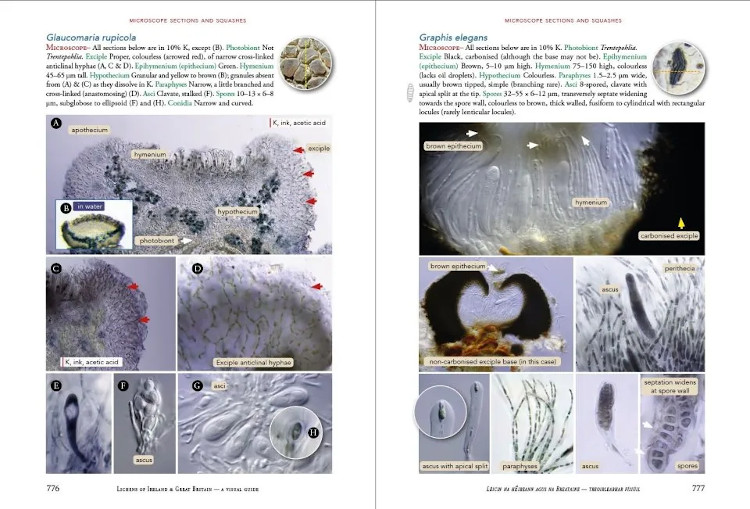 LICHENS OF IRELAND &AMP; GREAT BRITAIN: A VISUAL GUIDE TO THEIR IDENTIFICATION (2 VOLUME SET) 4