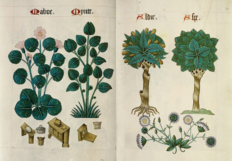 HERBARIA 2