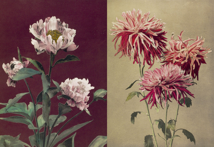 HERBARIA 4