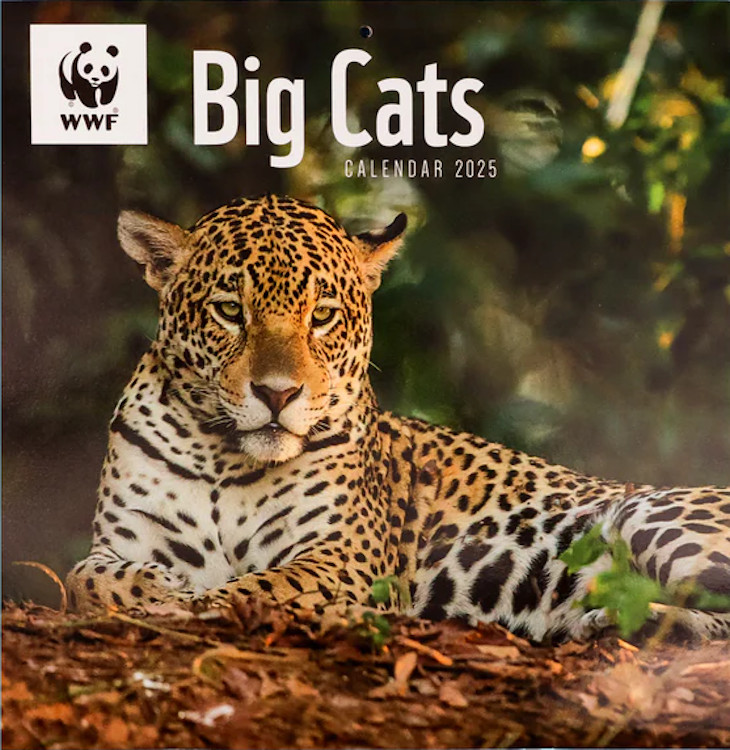 CALENDARIO WWF BIG CATS SQUARE WALL CALENDAR 2025 1