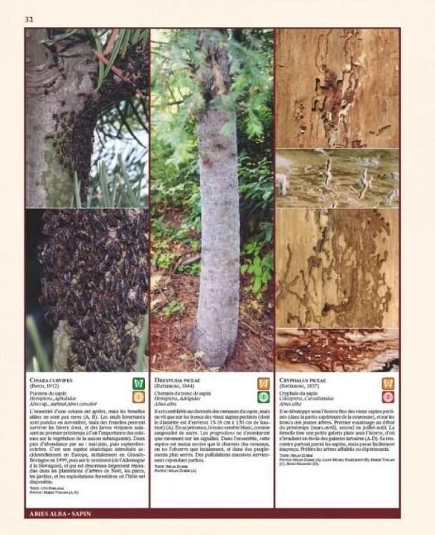 INSECTES RAVAGEURS ET MALADIES DES ARBRES ET ARBUSTES D'EUROPE 2