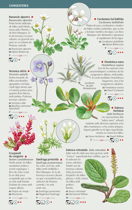 110 FLORS D'ALTA MUNTANYA DELS PIRINEUS QUE CAL CONÈIXER. MINIGUIA DE CAMP 3