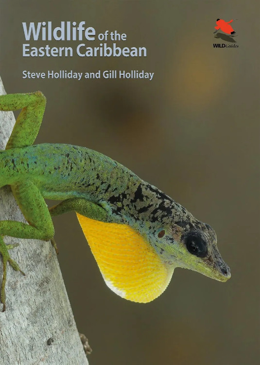WILDLIFE OF THE EASTERN CARIBBEAN 1