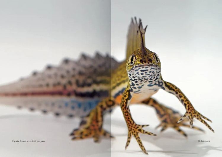 THE GENUS OMMATOTRITON 5