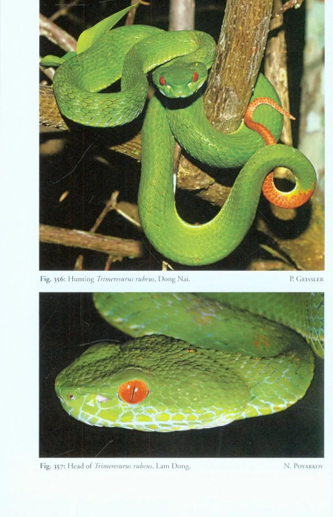A PHOTOGRAPHIC FIELD GUIDE TO THE AMPHIBIANS AND REPTILES OF THE LOWLAND MONSOON FORESTS OF SOUTHERN VIETNAM 6