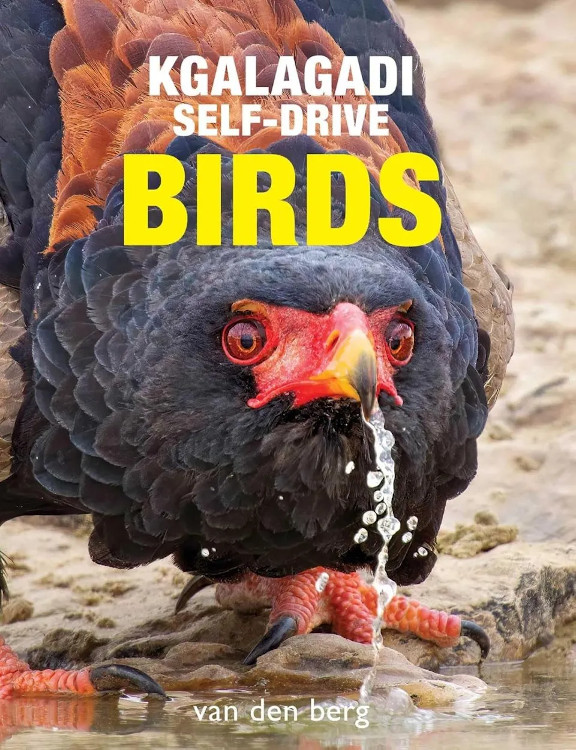 KGALAGADI SELF-DRIVE BIRDS 1