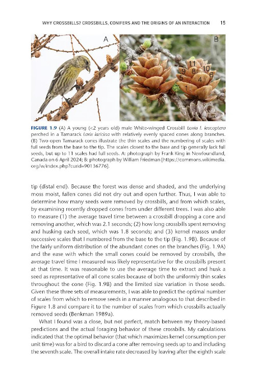 CROSSBILLS &AMP; CONIFERS. ONE MILLION YEARS OF ADAPTATION AND COEVOLUTION 2